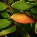 Pemphis acidula has not been found in the Cairns area yet.<br />This one from Mission Beach.